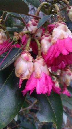 Rhodoleia henryi 'Scarlet Bells' Hardy Hong Kong Rose Tree