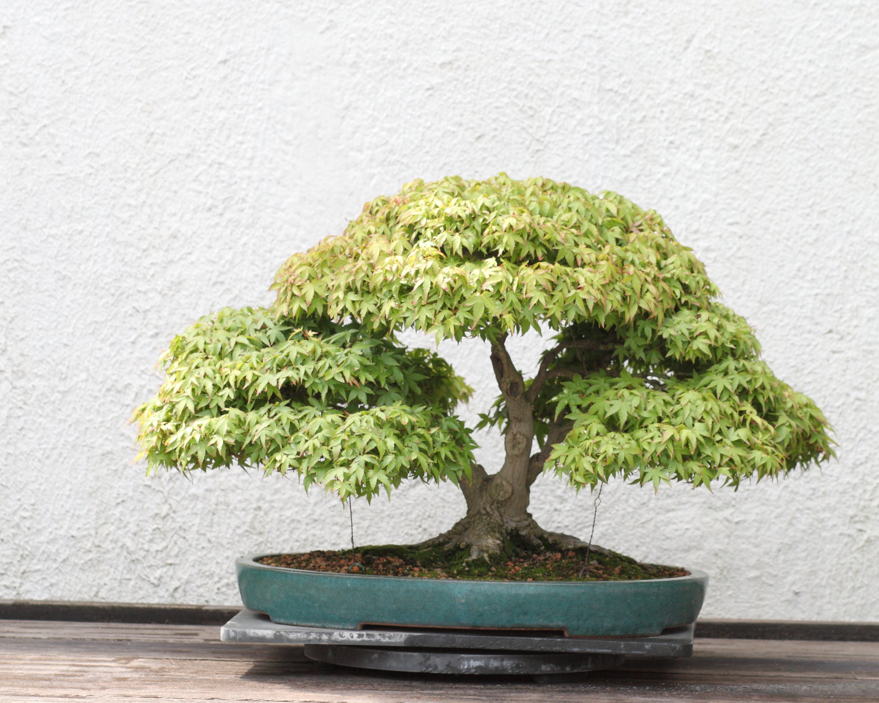 Japanese Maple Bonsai Care Guide and Best Trees for Bonsai | MrMaple