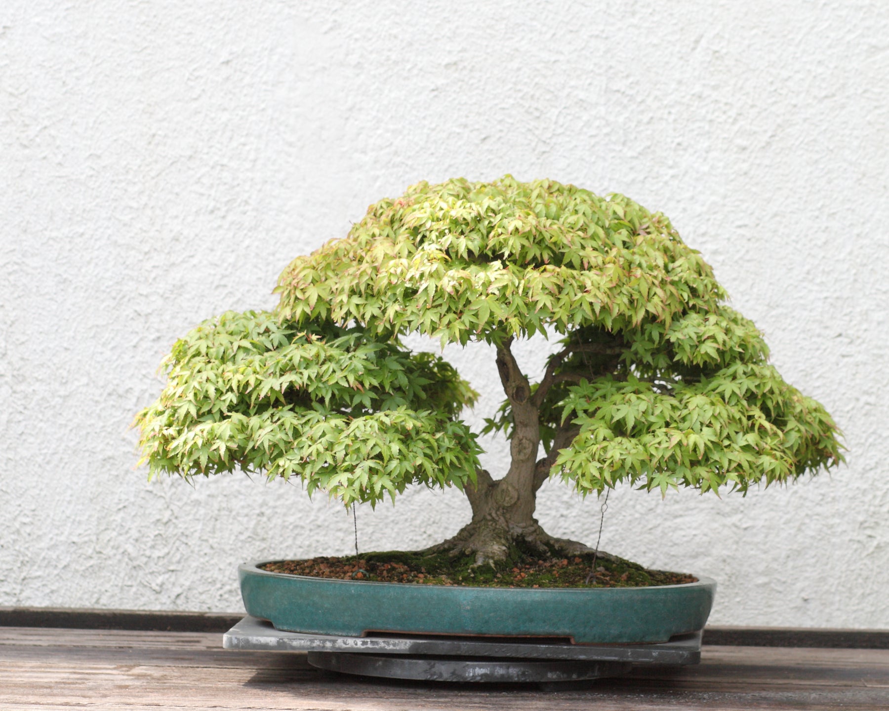 Refined Japanese maple bonsai on display with a dense branching structure and shallow bonsai pot