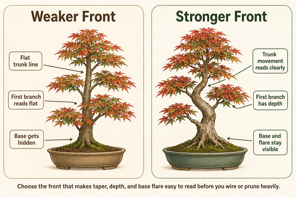Diagram comparing a weak and strong front selection for a Japanese maple bonsai