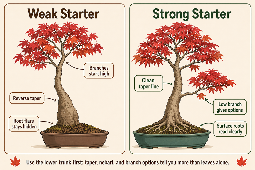 Diagram comparing strong and weak nebari and trunk taper on bonsai starter material