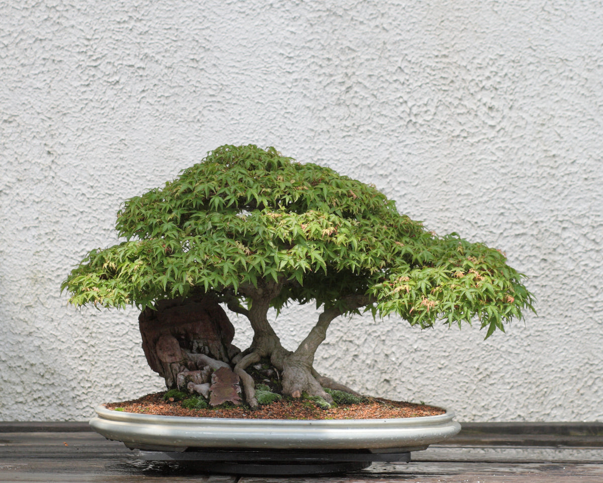Compact Japanese maple bonsai with dense branch pads and a shallow ceramic bonsai pot