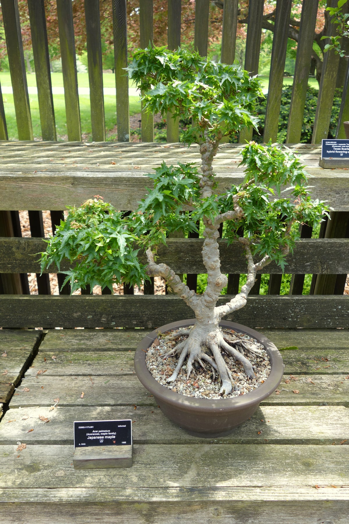 Japanese maple bonsai with a broad canopy and mature branch structure in a shallow pot